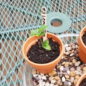 #3 Lemon Tree Seedling in clay pot